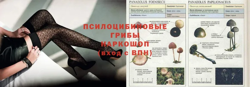 Галлюциногенные грибы Psilocybine cubensis  Бокситогорск 